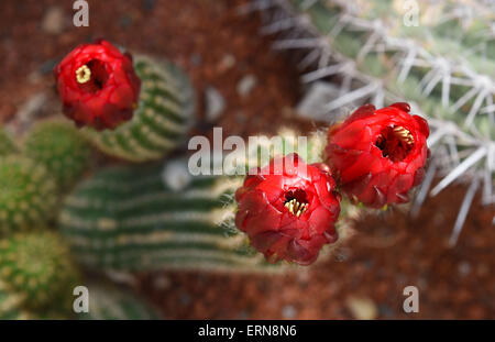 Boutons de fleurs, les espèces de cactus Trichocereus du Flora Olomouc parc des expositions en Olomouc, République tchèque, le 5 juin 2015. (CTK Photo/Ludek Perina) Banque D'Images