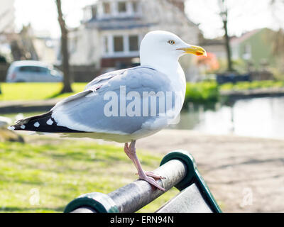 Seagull sur un banc Banque D'Images