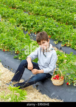 Garçon avec la récolte des fraises dans un panier sur le terrain Banque D'Images