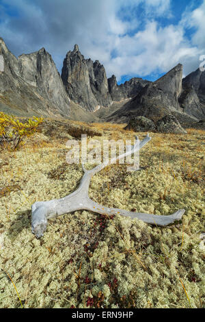 L'andouiller de caribou,Canada,Lichen,Nature,la mort, Banque D'Images