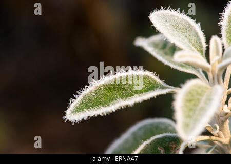 Le nord de Londres scène jardin givre hiver matin givré vert feuilles feuille macro fond flou Banque D'Images