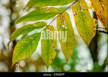 Sick feuille verte d'un arbre close up Banque D'Images