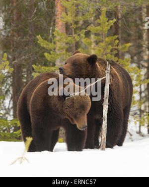 L'ours brun d'Europe (Ursus arctos arctos), au cours de l'hiver, la Finlande. Banque D'Images