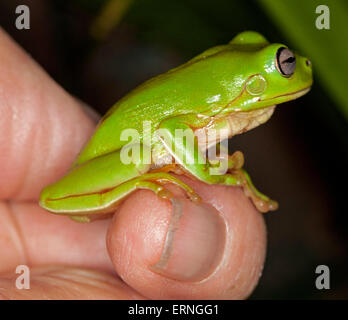 Petite rainette verte lumineuse, Litoria caerulea sur son doigt contre fond vert sombre dans un jardin en Australie Banque D'Images