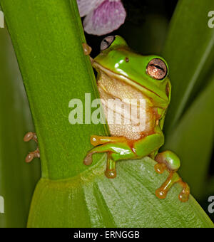 Petite rainette verte lumineuse, Litoria caerulea avec les yeux étincelants camouflé en partie sur le vert émeraude de la tige de la feuille d'orchidée dans un jardin en Australie Banque D'Images