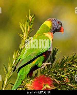 Rainbow lorikeet, oiseaux indigènes australiens dans jardin avec fleurs rouge bottlebrush callistemon / contre fond vert clair Banque D'Images