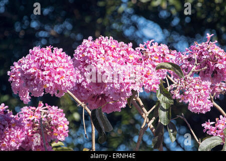 Les grandes grappes de fleurs rose vif de Tabebuia impetiginosa, arbre à trompettes roses, contre la lumière fond sombre en Australie Banque D'Images