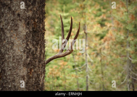 Buck le cerf mulet se cacher derrière tree in forest Banque D'Images