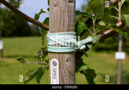 Détail de jeunes apple tree liées et jalonnés de soutien dans un verger Banque D'Images