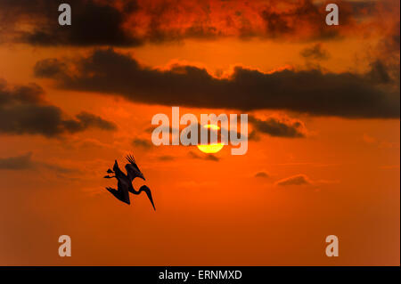 Plongée d'oiseaux silhouetté contre le ciel coucher de soleil orange. Banque D'Images