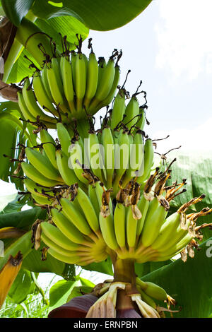 Banane (Musa sp.) avec le pédoncule de l'Inflorescence et Stock Photo Banque D'Images