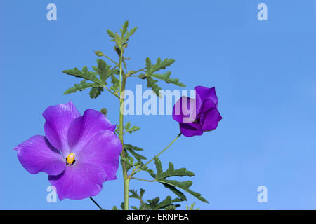 Pur Bonheur lilas fleur d'hibiscus, Alyogyne huegelii, vigne en fleurs Banque D'Images