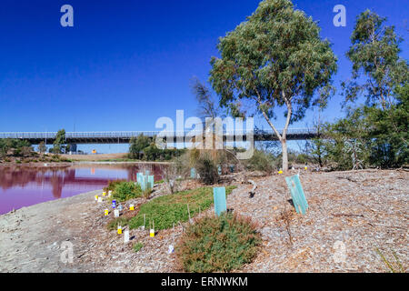 Lac Rose, Westgate Park, Port Melbourne, Melbourne, Victoria, Australie Banque D'Images