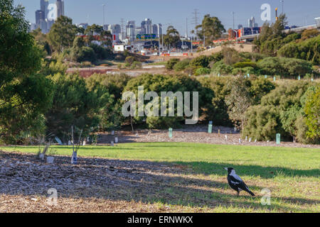 Voir l'horizon de la ville de Melbourne de Westgate Park, Port Melbourne, Melbourne, Victoria, Australie, avec Magpie en premier plan Banque D'Images