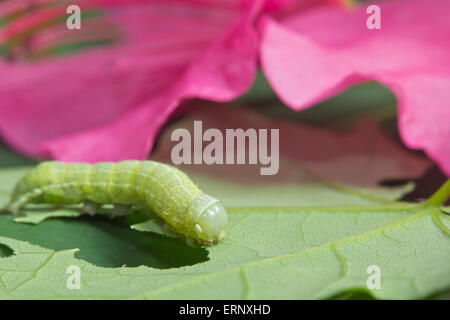 Chêne Vert Nadata gibbosa Caterpillar ou l'alimentation des larves de fleurs roses Banque D'Images