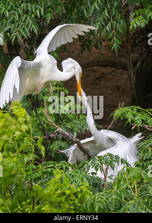 Grande aigrette (Ardea alba) nourrir un jeune à rookery, île haute, Texas, États-Unis Banque D'Images