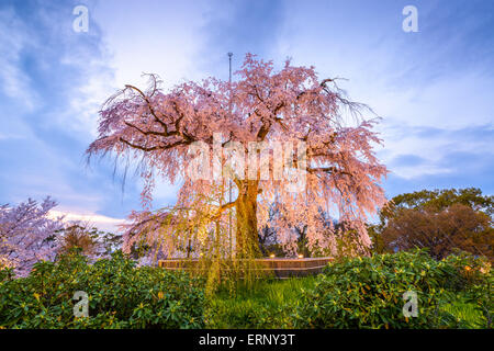 Parc Maruyama à Kyoto, au Japon, au cours du printemps cherry blossom festival. Banque D'Images