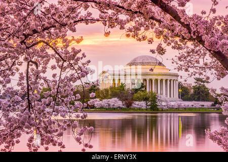 Washington, DC au Tidal Basin et Jefferson Memorial pendant la saison des cerisiers en fleur au printemps. Banque D'Images