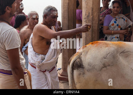 Un homme tking part à une cérémonie religieuse avec une vache sacrée, à Varanasi, Inde Banque D'Images