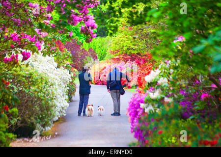 Effet pictural de couple en train de marcher avec les chiens cours des rhododendrons et azalées, Exbury Gardens, parc national New Forest, Hampshire UK en mai Printemps Banque D'Images