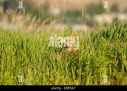 Un faon de cerf de Virginie (Odocoileus virginianus) se cache dans les hautes herbes de l'été, dans l'ouest du Montana, Banque D'Images