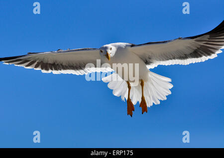 Mouette voler au-dessus de la côte de la mer de Cortez, au Mexique. Banque D'Images