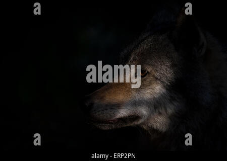 Portrait d'un loup gris dans la lumière du soleil tôt le matin. Banque D'Images