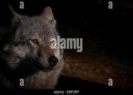 Portrait d'un loup gris dans la lumière du soleil tôt le matin. Banque D'Images