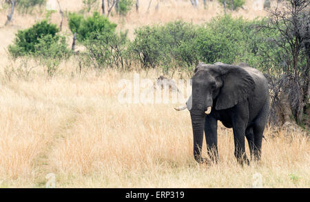 L'éléphant africain (Loxodonta africana) Le parc national de Hwange au Zimbabwe Afrique Banque D'Images