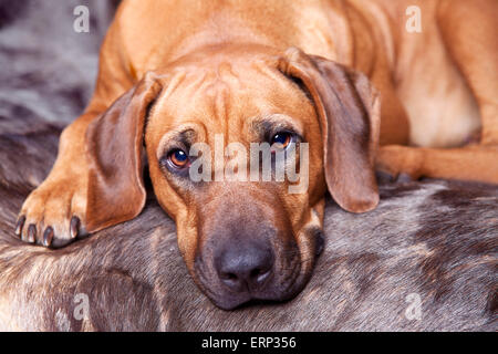 Le Rhodesian Ridgeback sur peau Wilderbeast Banque D'Images
