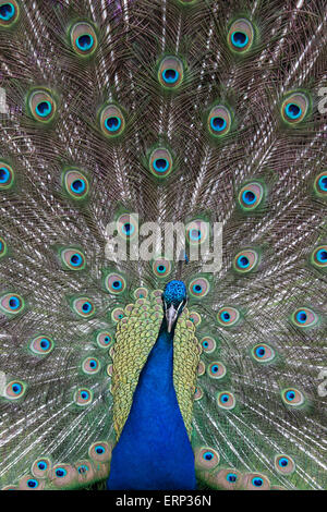 Pavo cristatus. Les plumes de paon Afficher Banque D'Images