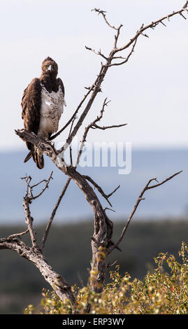 Des profils aigle martial (Polemaetus bellicosus) arbre sur Naboisho Mara conservancy Afrique Kenya Banque D'Images