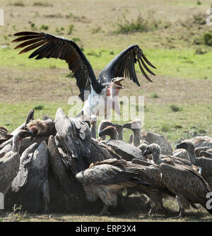 Marabou stork (crumeniferus Flamant rose (Phoenicopterus ruber) et les vautours se nourrir le Masai Mara National Reserve Afrique Kenya Banque D'Images