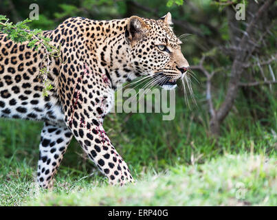 Femelle adulte leopard (Panthera pardus) Mara North conservancy Afrique Kenya Banque D'Images