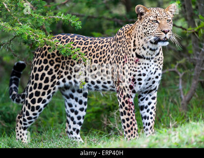 Femelle adulte leopard (Panthera pardus) Mara North conservancy Afrique Kenya Banque D'Images