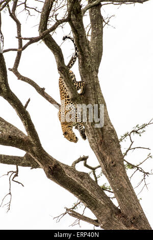 Femelle adulte leopard (Panthera pardus) venant d'un arbre Mara North conservancy Afrique Kenya Banque D'Images