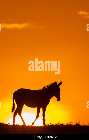 Zèbre des plaines (Equus quagga) à l'aube dans la région de Mara Kenya Aftica Naboisho conservancy Banque D'Images