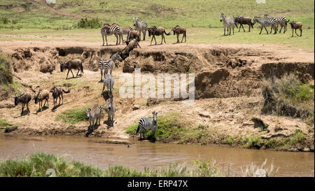 Troupeau de gnous commun ou bleu (Connochaetes taurinus) et les zèbres des plaines (Equus quagga) traverser la rivière Mara Banque D'Images