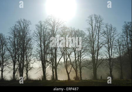 Un homme marche parmi les arbres à travers la brume sur un jour brumeux en été Banque D'Images