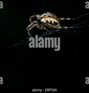 Un jardin araignée sur son site allumé par un flash Canon. Banque D'Images