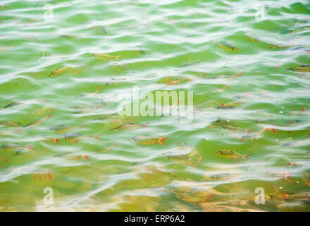 Les petits poissons dans le lac clair de parc national. Banque D'Images