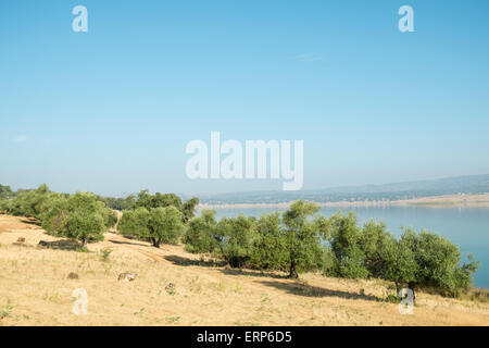 Les arbres de chêne-liège qui parsèment le paysage dans le centre de l'Andalousie, Espagne Banque D'Images