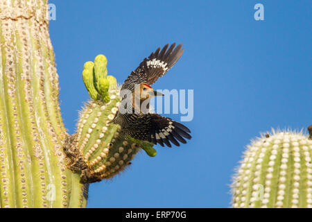 Gila Woodpecker Melanerpes uropygialis Tucson, Arizona, United States 4 mâles adultes juin décollant de Saguaro cactus. Banque D'Images