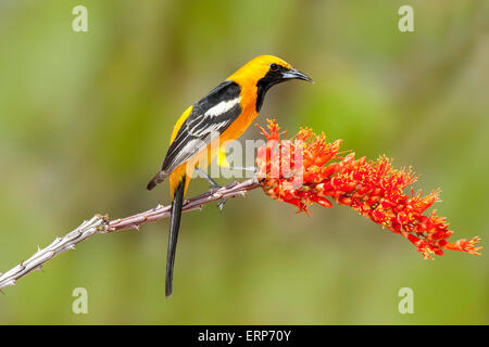 L'Oriole à capuchon Icterus cucullatus Amado, Arizona, United States 16 avril homme adulte Icteridae Banque D'Images