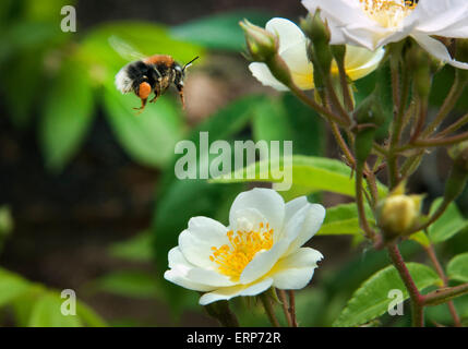 Bourdon en vol planant au-dessus d'une fleur blanche prépare à recueillir le pollen Banque D'Images