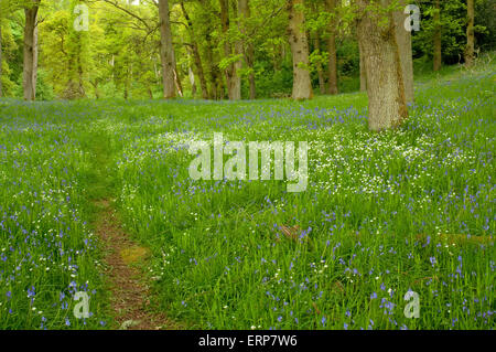 Sentier à travers tapis de jacinthes et une plus grande Stellaire des sables Banque D'Images
