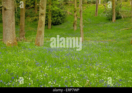 Forêt de chênes d'un tapis de jacinthes et une plus grande Stellaire des sables Banque D'Images