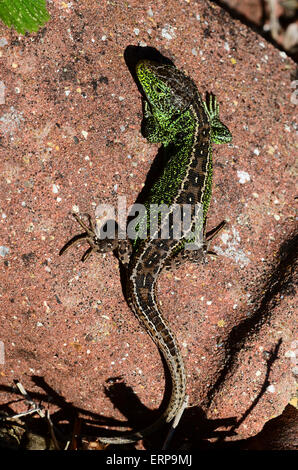 lézard de sable Banque D'Images