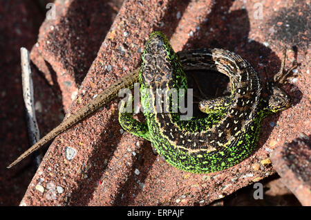 lézard de sable Banque D'Images