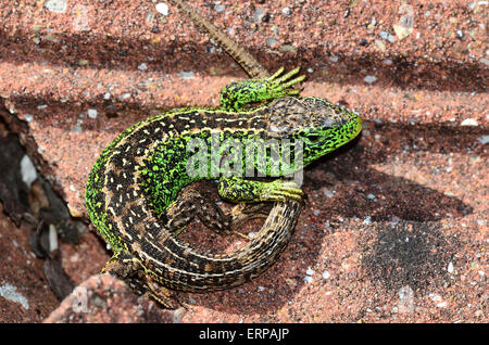 lézard de sable Banque D'Images